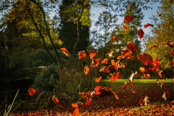 autumn